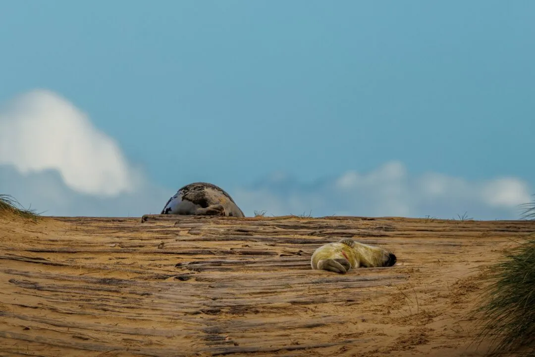Norfolk grey seals resting breakwater