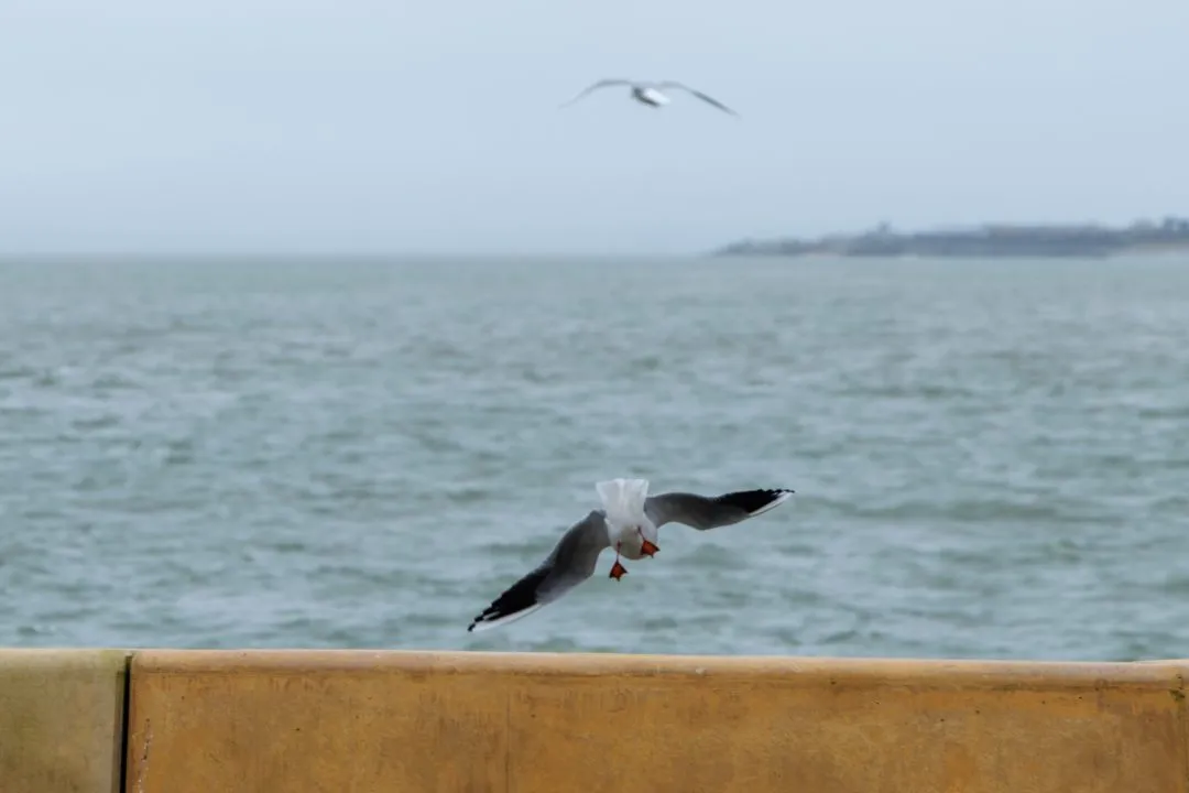 Old Portsmouth Seagull Flight Closeup, Southsea and Old Portsmouth, Hampshire