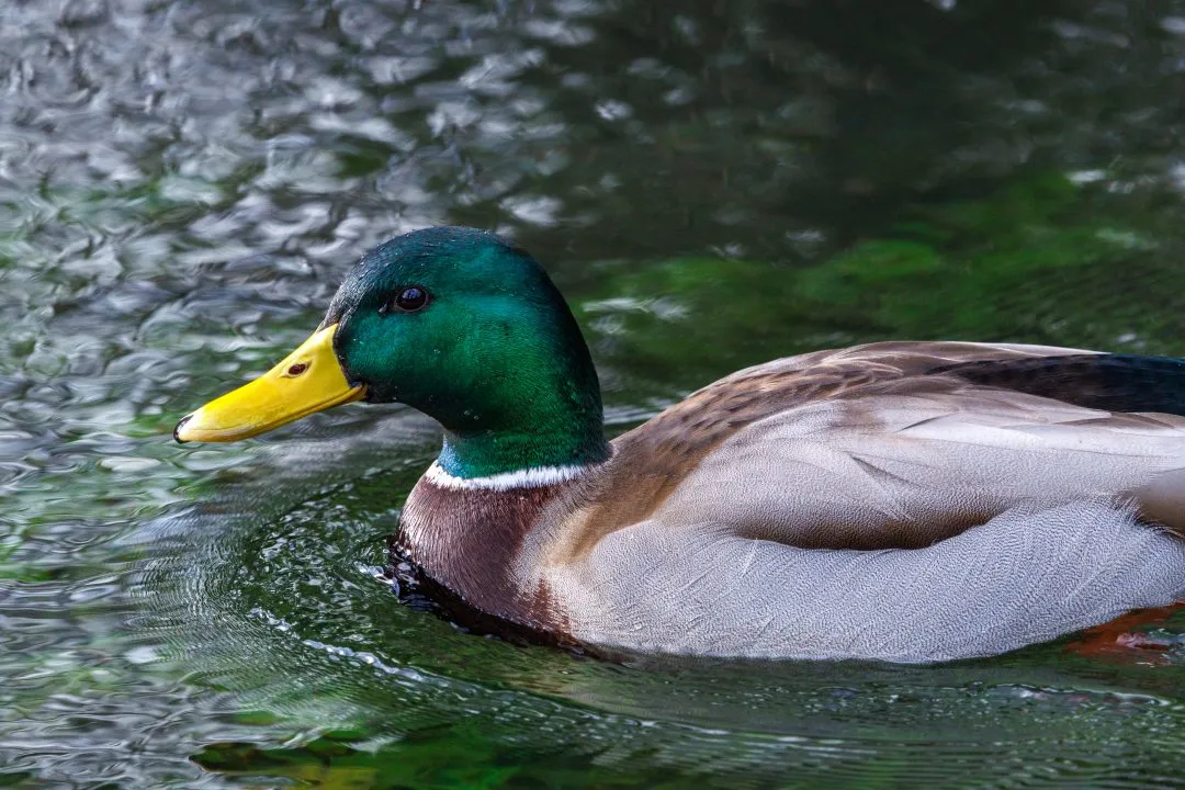 Mallard duck pond, Old Basing Mill