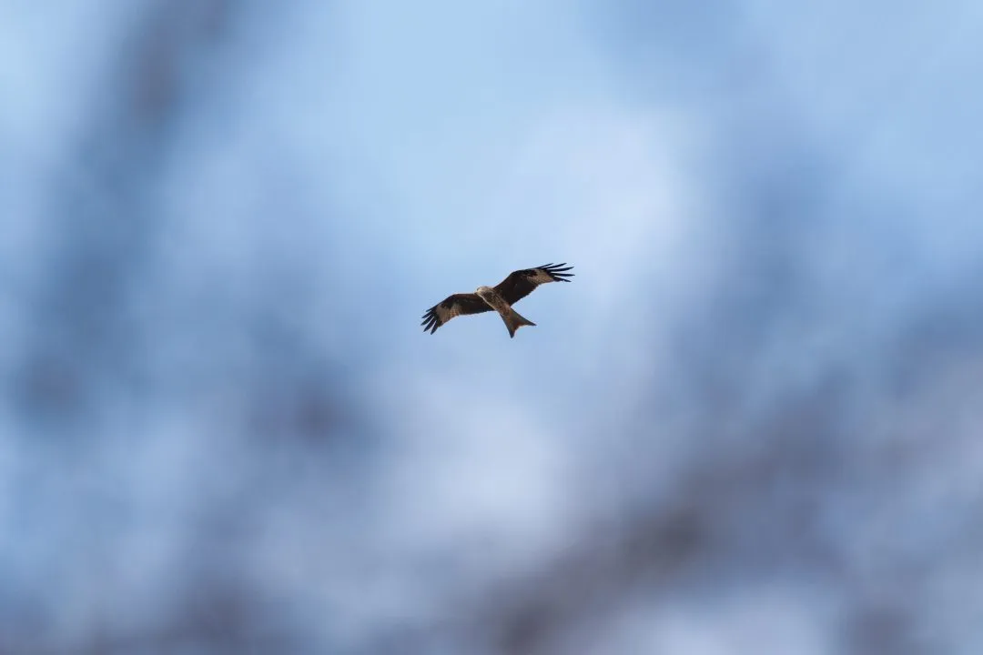 Red kite flight branches, Old Basing Mill