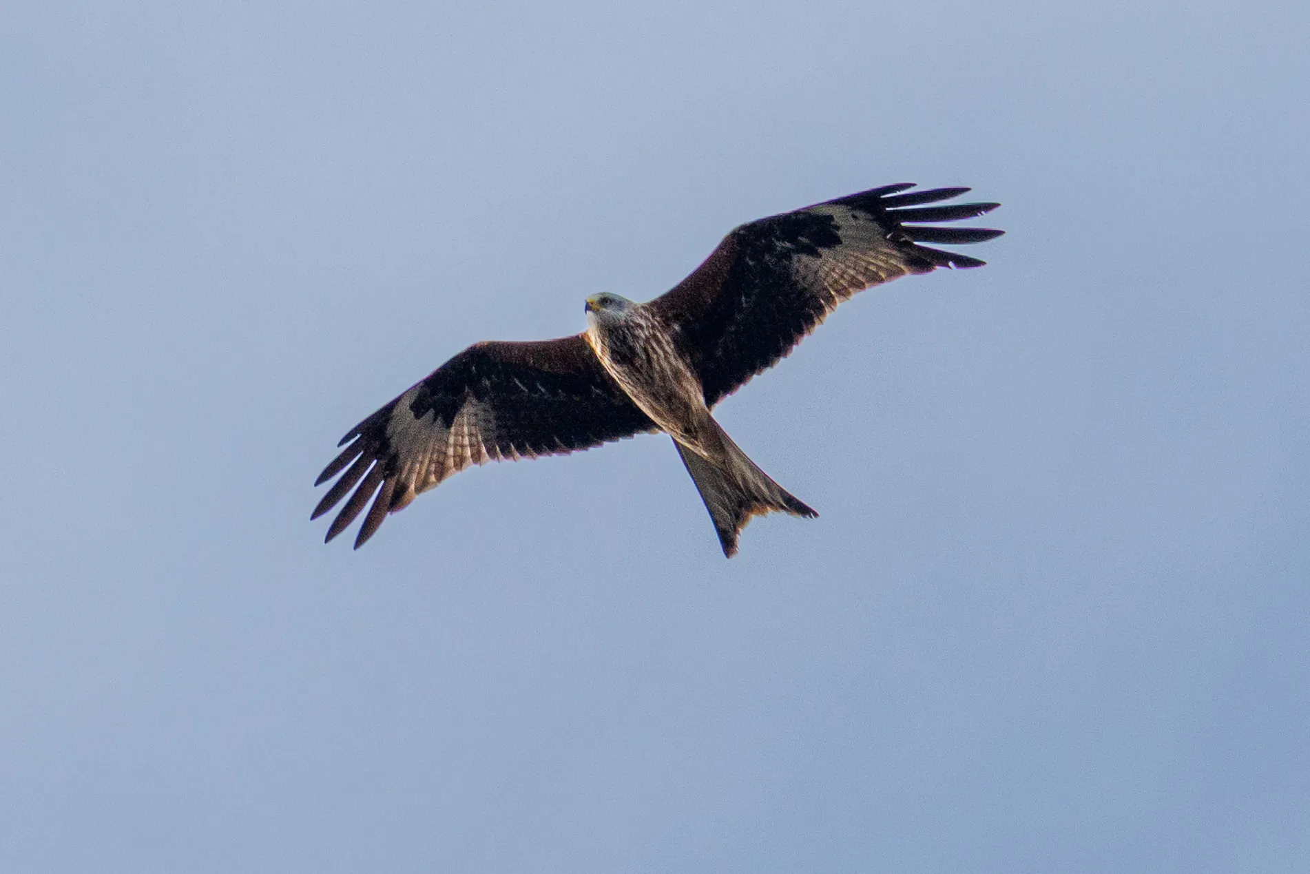 Red kite flight closeup, Old Basing Mill