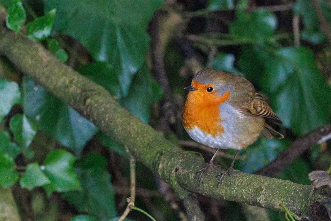 Robin portrait ivy, Old Basing Mill