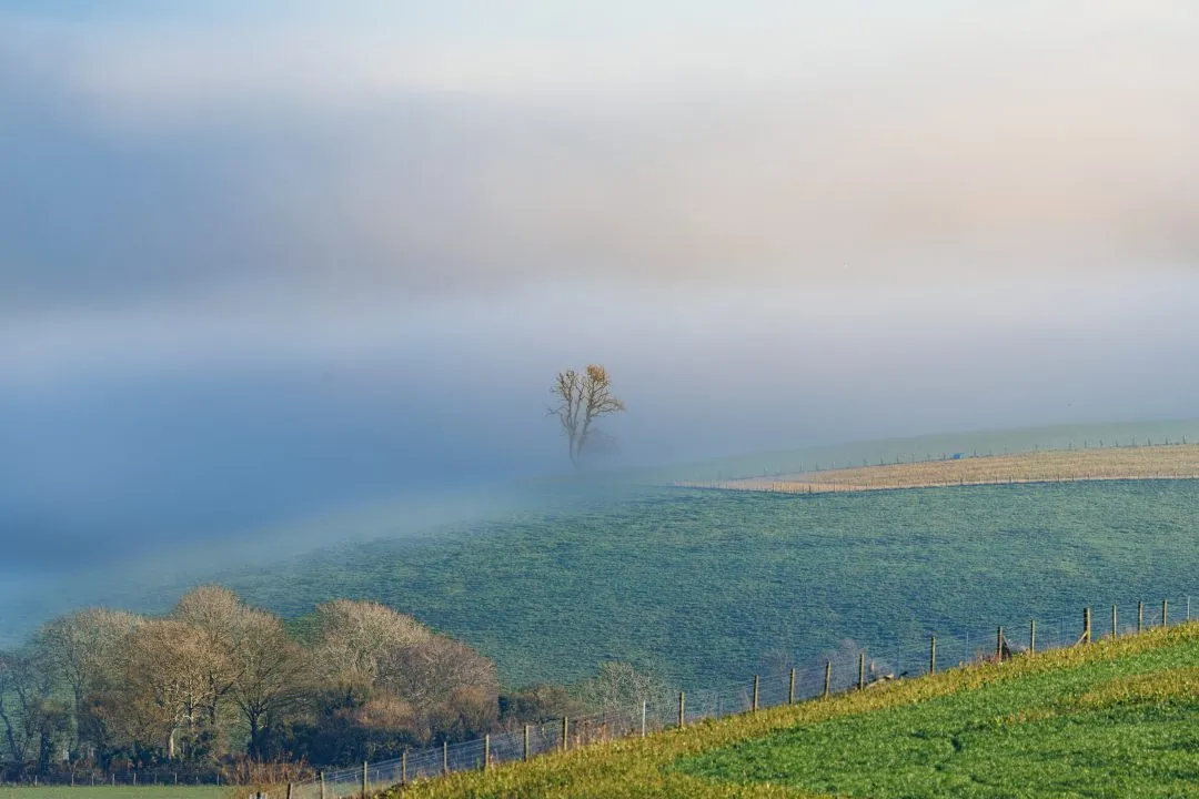 Lone tree fog line, Old Winchester Hill