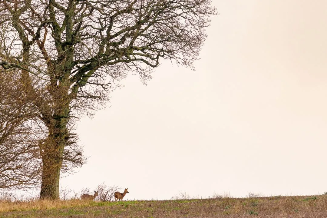 Roe deer golden light eye contact, Old Winchester Hill