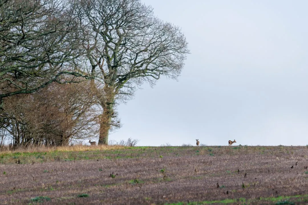 Roe deer oak tree wide, Old Winchester Hill