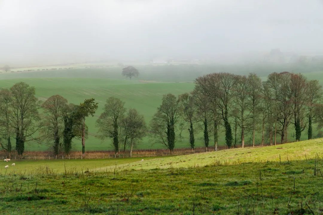 Sheep grazing treeline fog, Old Winchester Hill