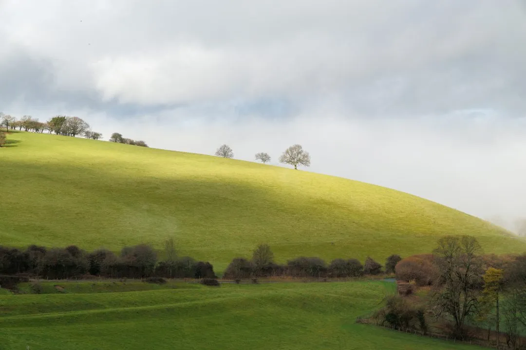 Sunlit hillside ridge trees, Old Winchester Hill