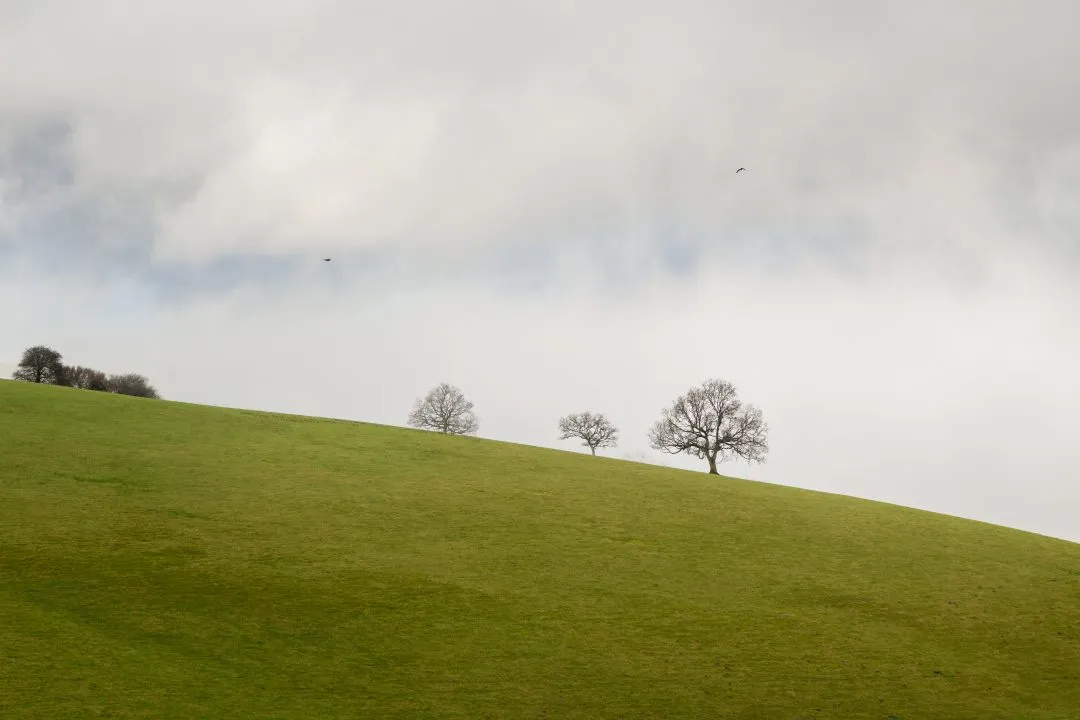 Three trees hillside birds, Old Winchester Hill