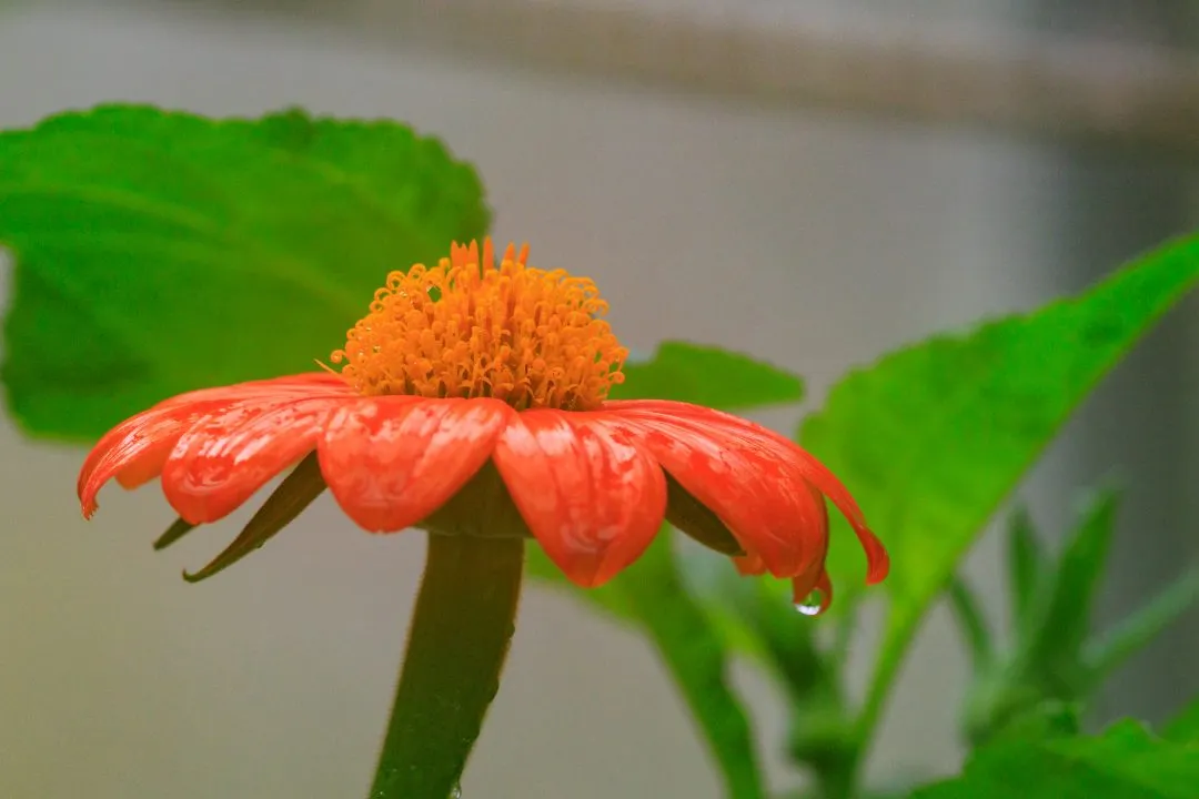 Orange Mexican Sunflower With Raindrops, Portsmouth