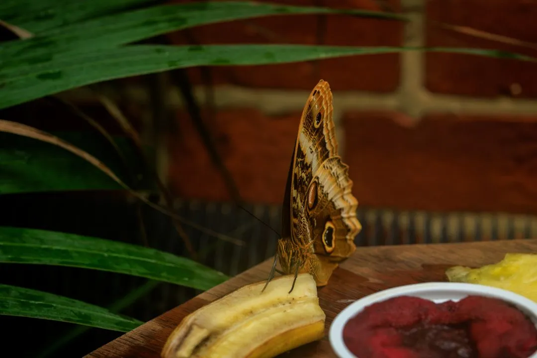 Owl Butterfly Feeding on Fruit Platter, Portsmouth