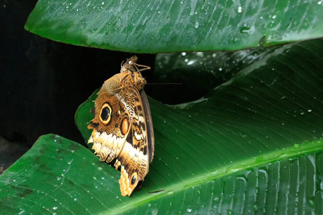 Owl Butterfly Hanging Upside Down, Portsmouth