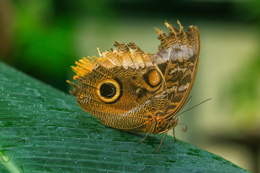 Owl Butterfly Macro Curled Proboscis, Portsmouth