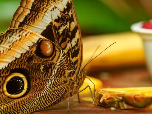 Portsmouth Butterflies and Blooms Photography
