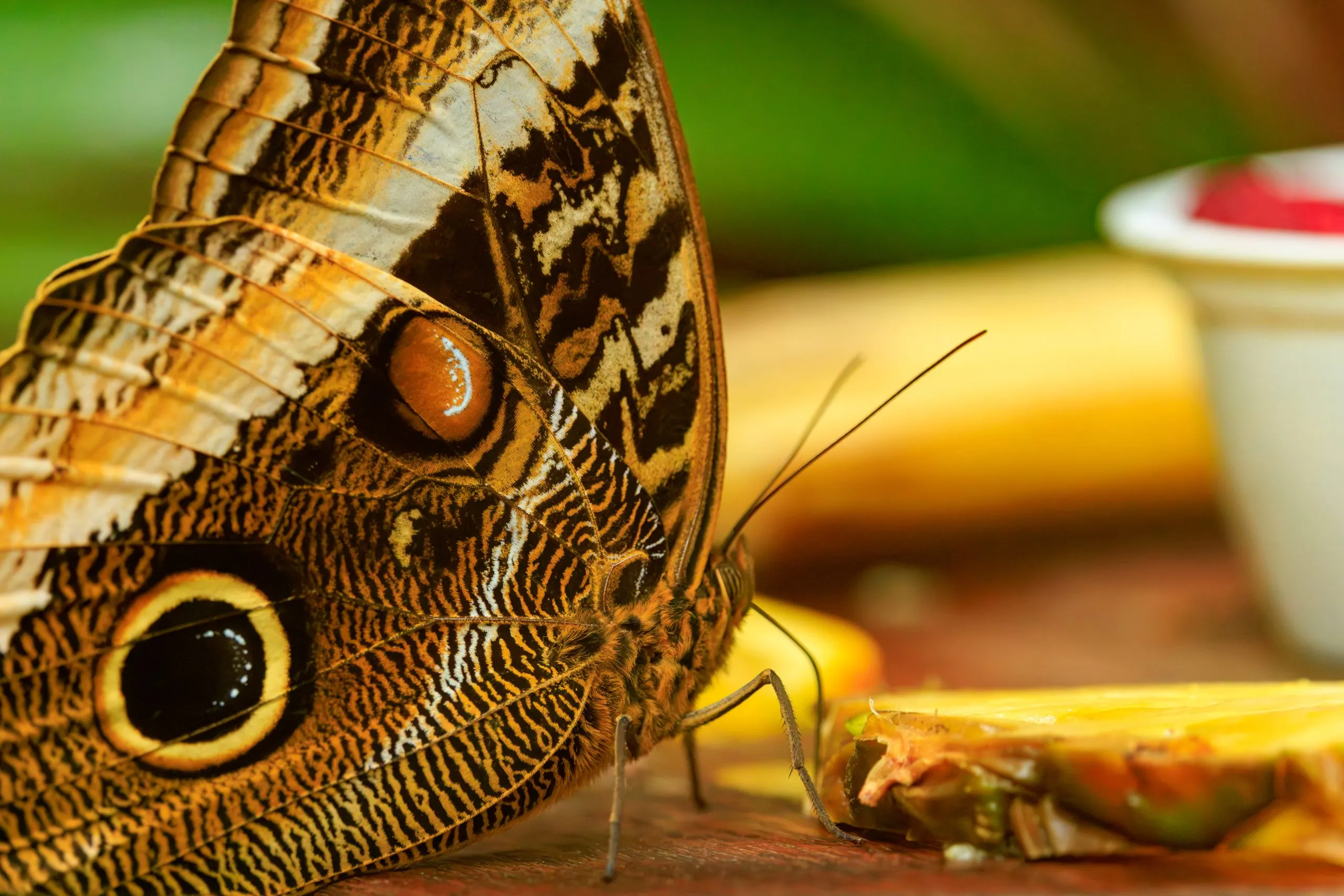 Owl Butterfly Macro Eyespots Feeding Owl Butterfly Macro Eyespots Feeding, Portsmouth