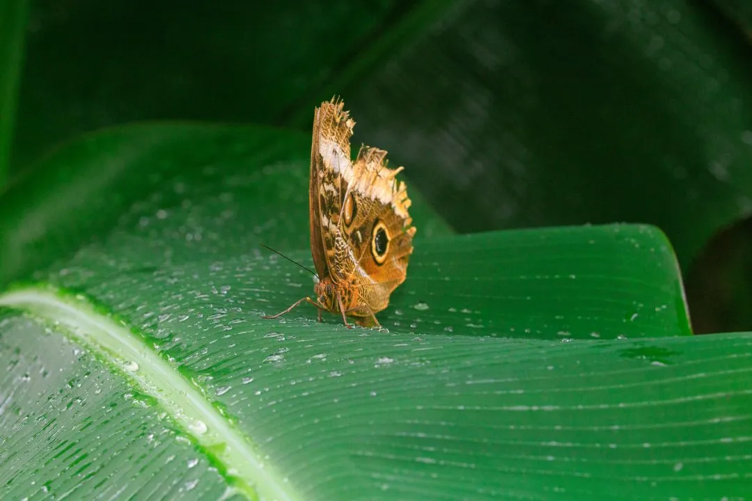 Owl Butterfly on Banana Leaf, Portsmouth