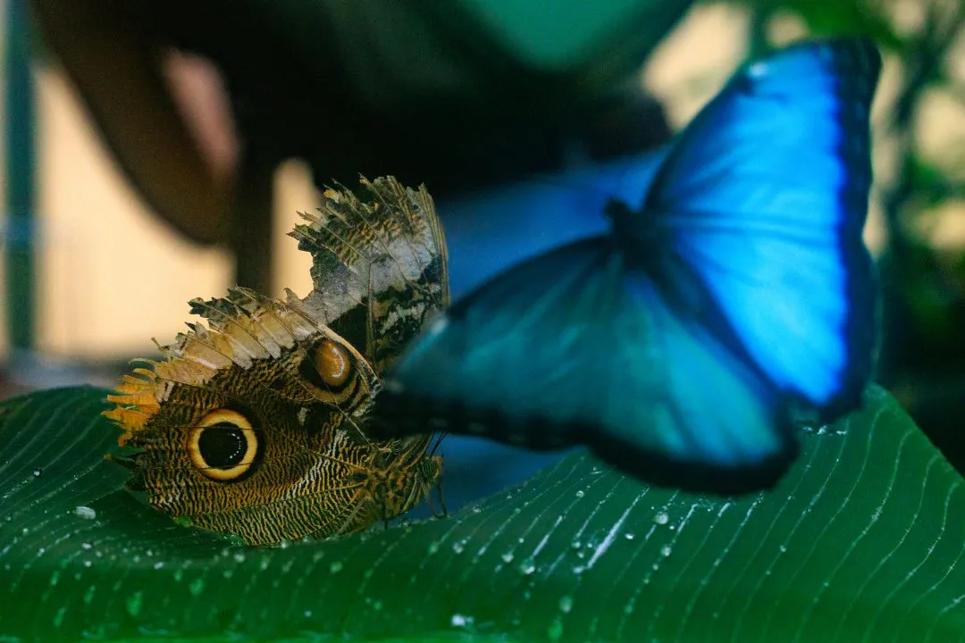 Owl Butterfly With Blue Morpho Bokeh, Portsmouth