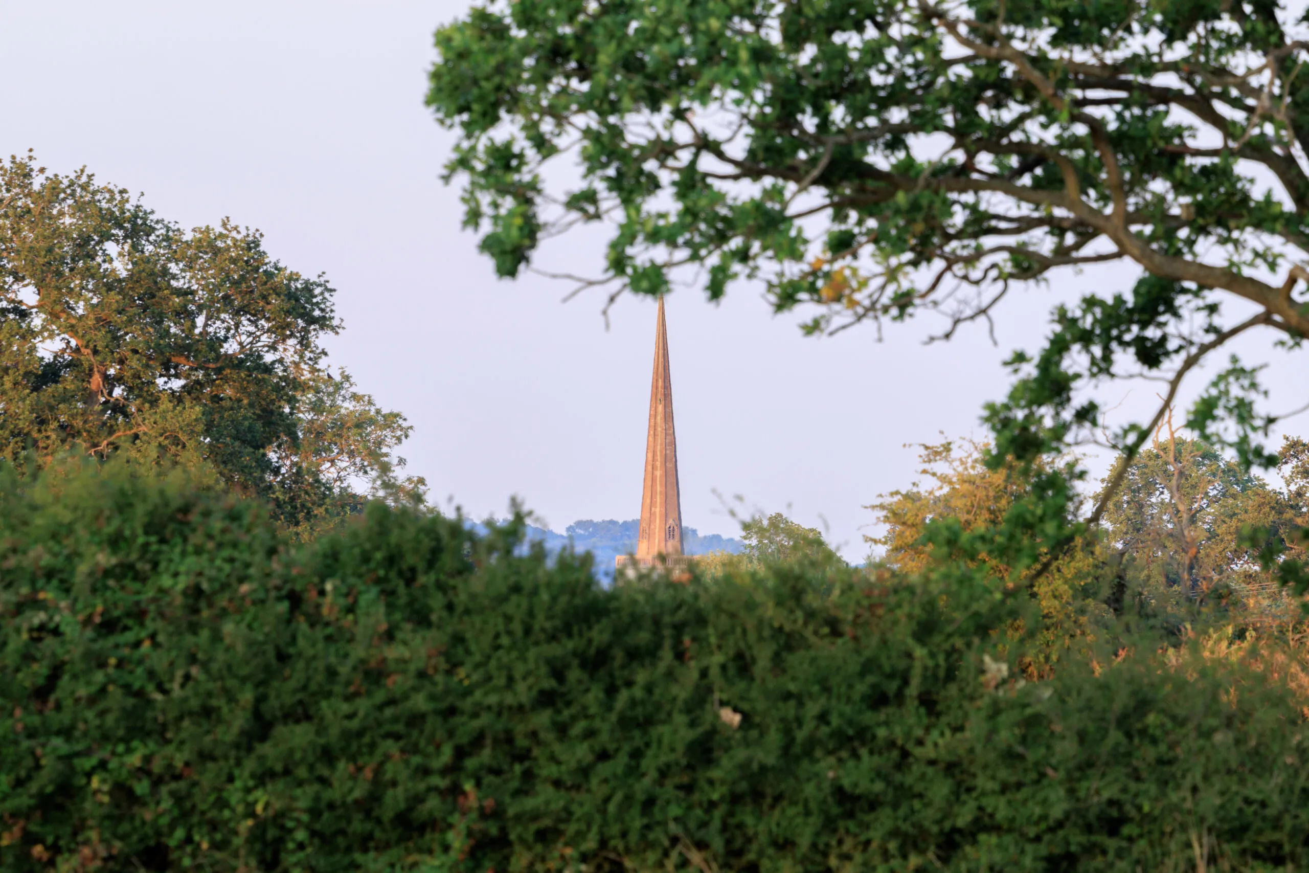 Church spire through oak branches, Oxford, Oxfordshire