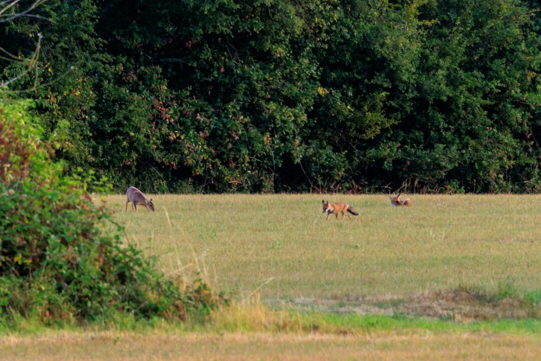 Foxes and deer field, Oxford, Oxfordshire