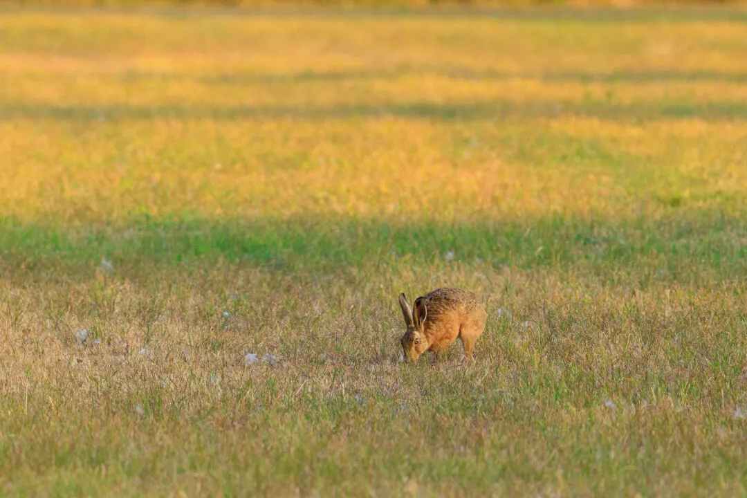 Hare grazing, Oxford, Oxfordshire