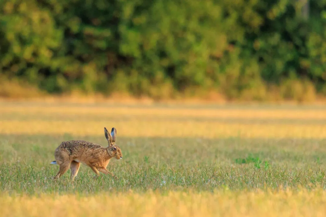 Hare running profile, Oxford, Oxfordshire