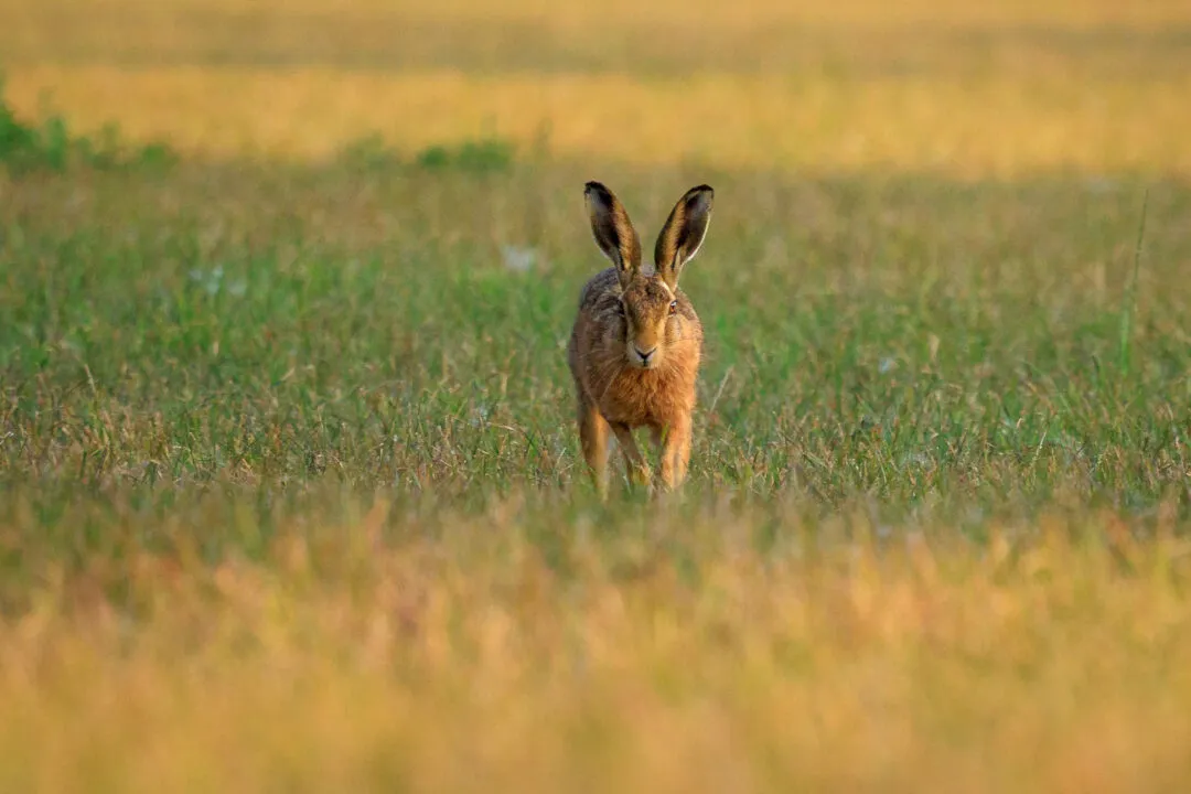 Hare running towards camera, Oxford, Oxfordshire