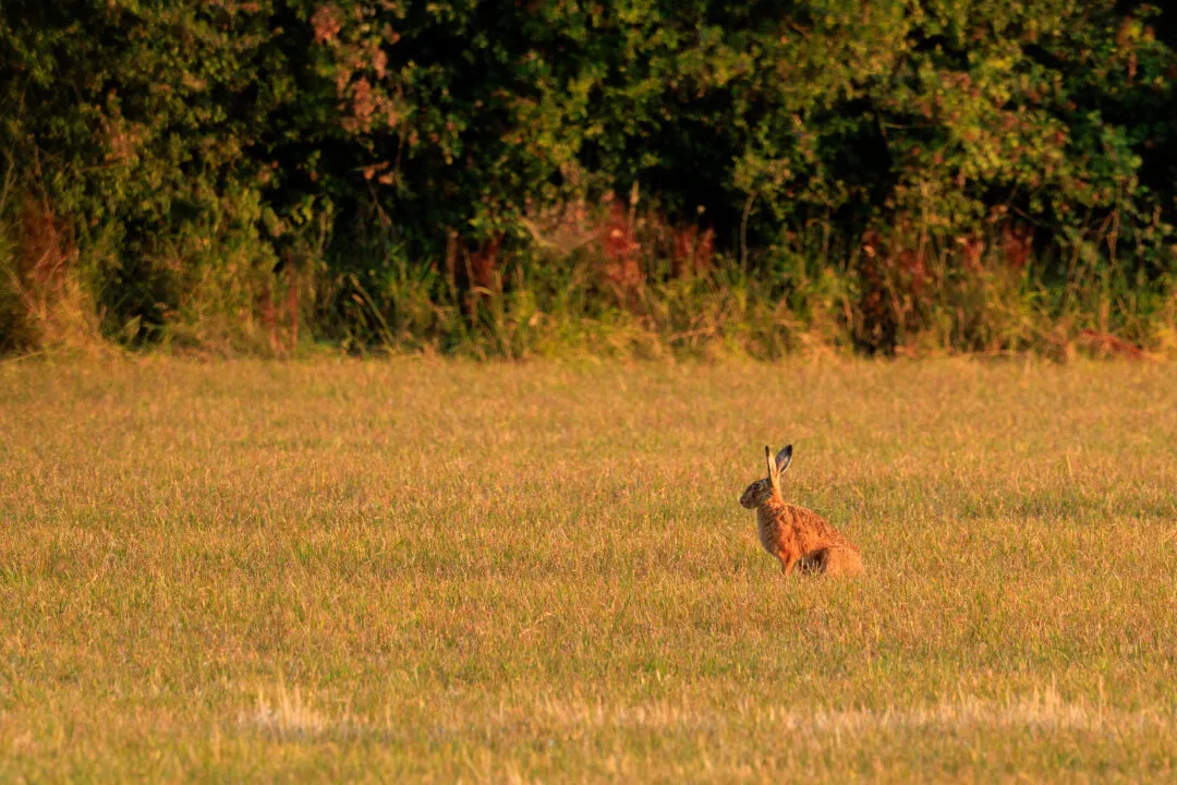 Hare sitting alert, Oxford, Oxfordshire