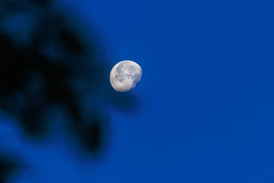 Moon through foliage, Oxford, Oxfordshire