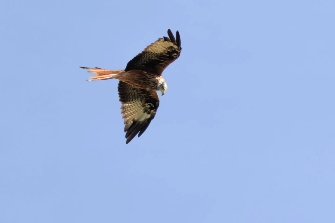 Red kite diving, Oxford, Oxfordshire