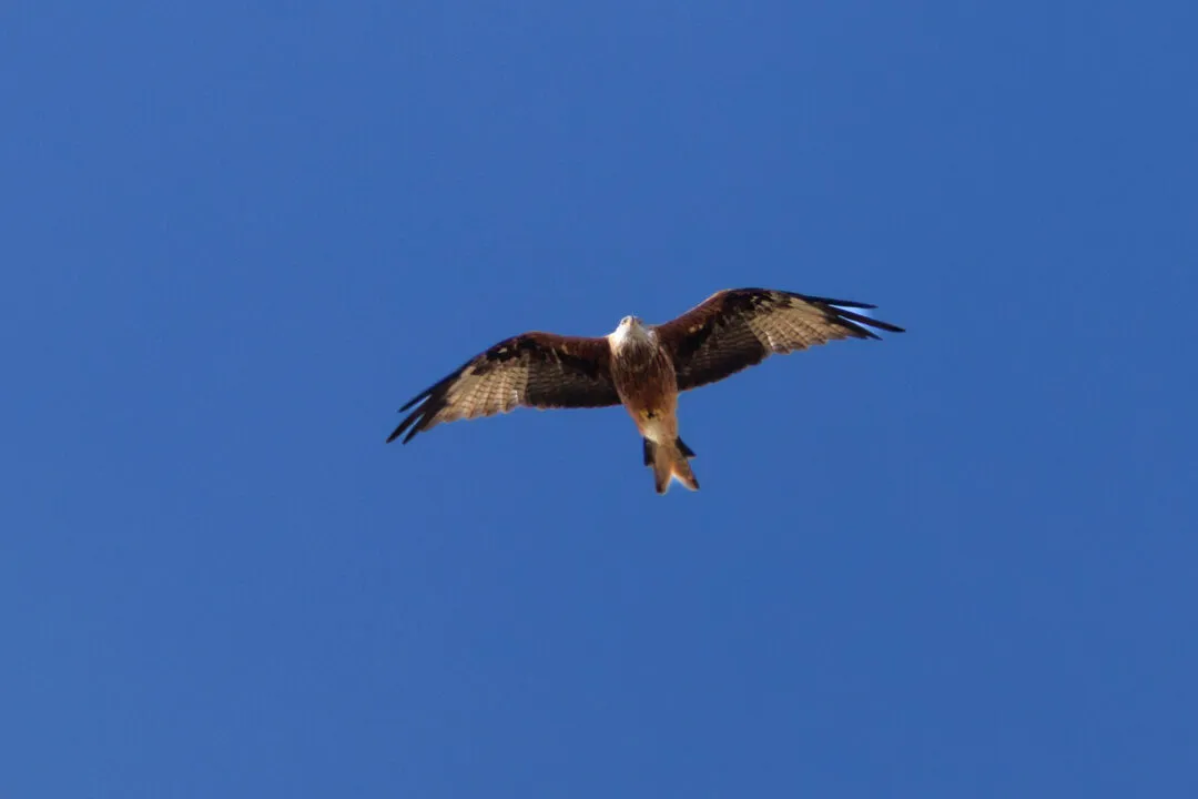 Red kite wings spread, Oxford, Oxfordshire