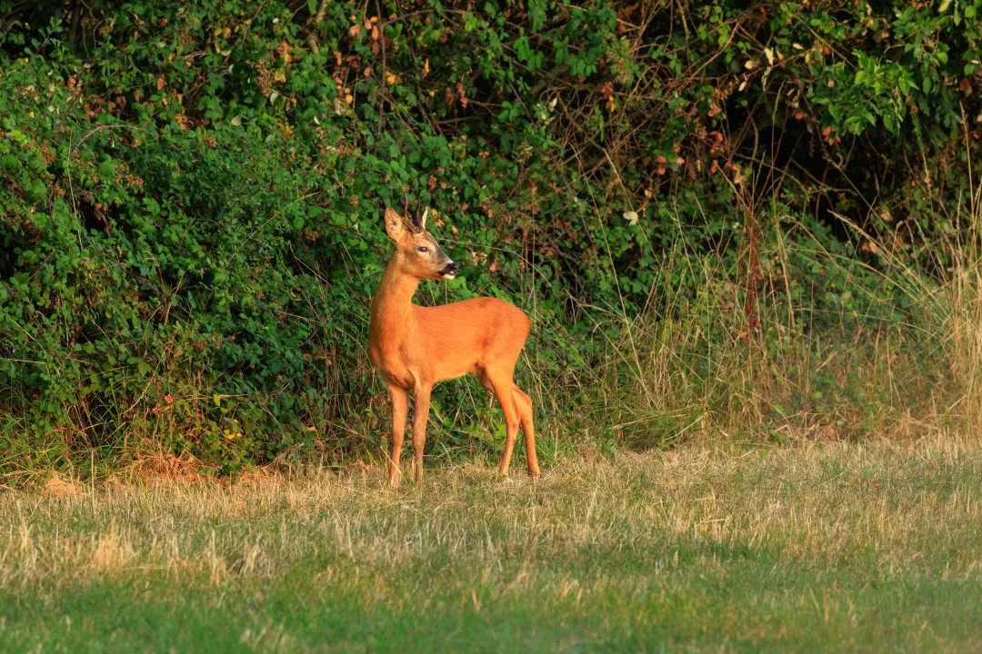Roe deer buck head turned, Oxford, Oxfordshire