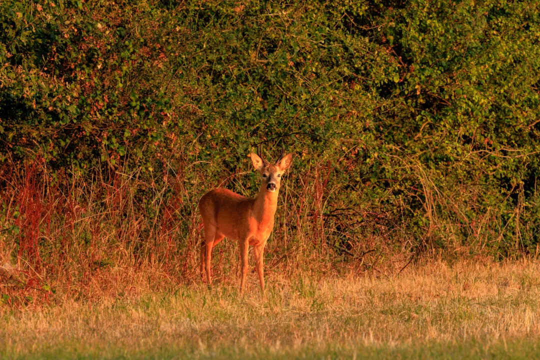 Roe deer buck portrait, Oxford, Oxfordshire