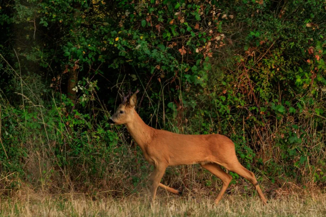 Roe deer buck walking, Oxford, Oxfordshire