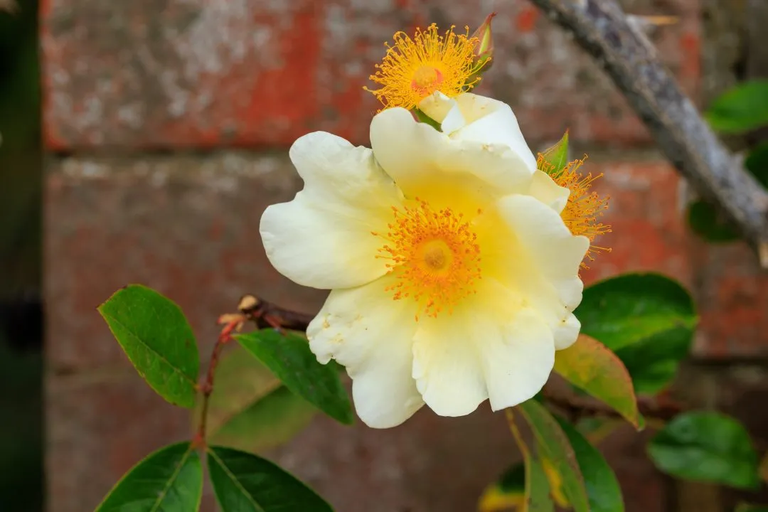 Pale Yellow Wild Roses Brick Wall, Portsmouth