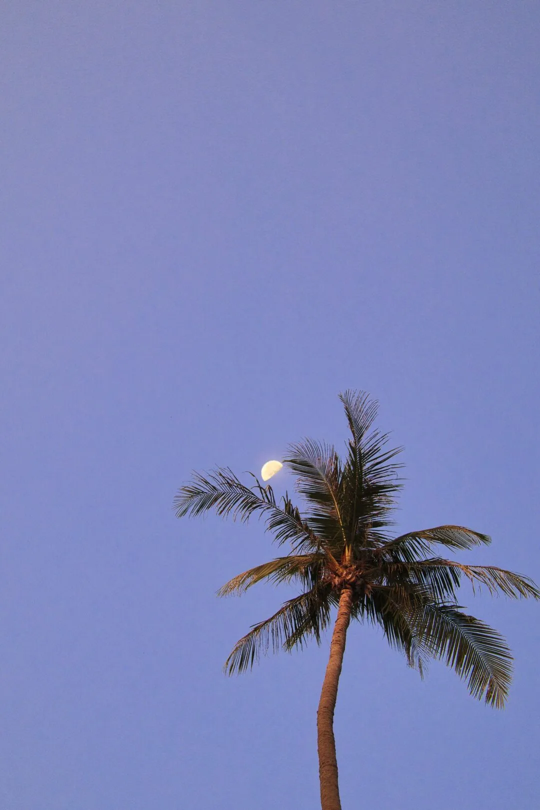 A coconut palm silhouetted against a dusk sky with a half-moon rising nearby in Thailand.