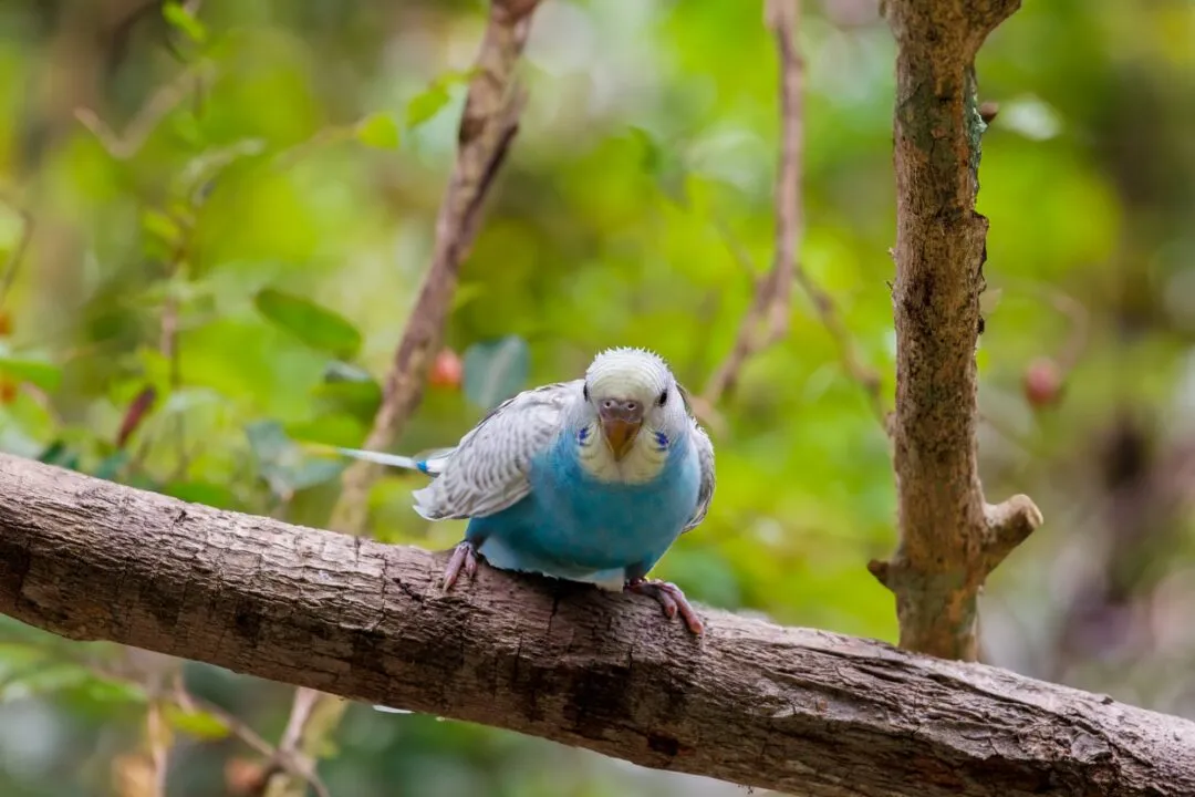Parakeet direct gaze catchlight bohol