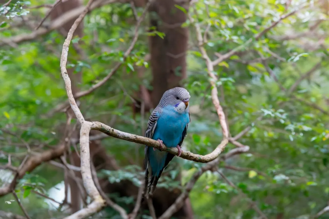 Parakeet perched on branch bohol