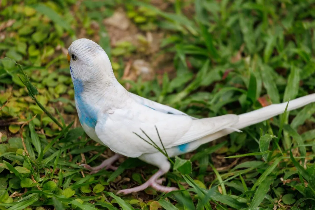 Parakeet portrait grass bohol