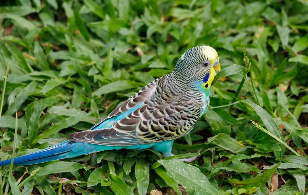Parakeet vivid colours bohol