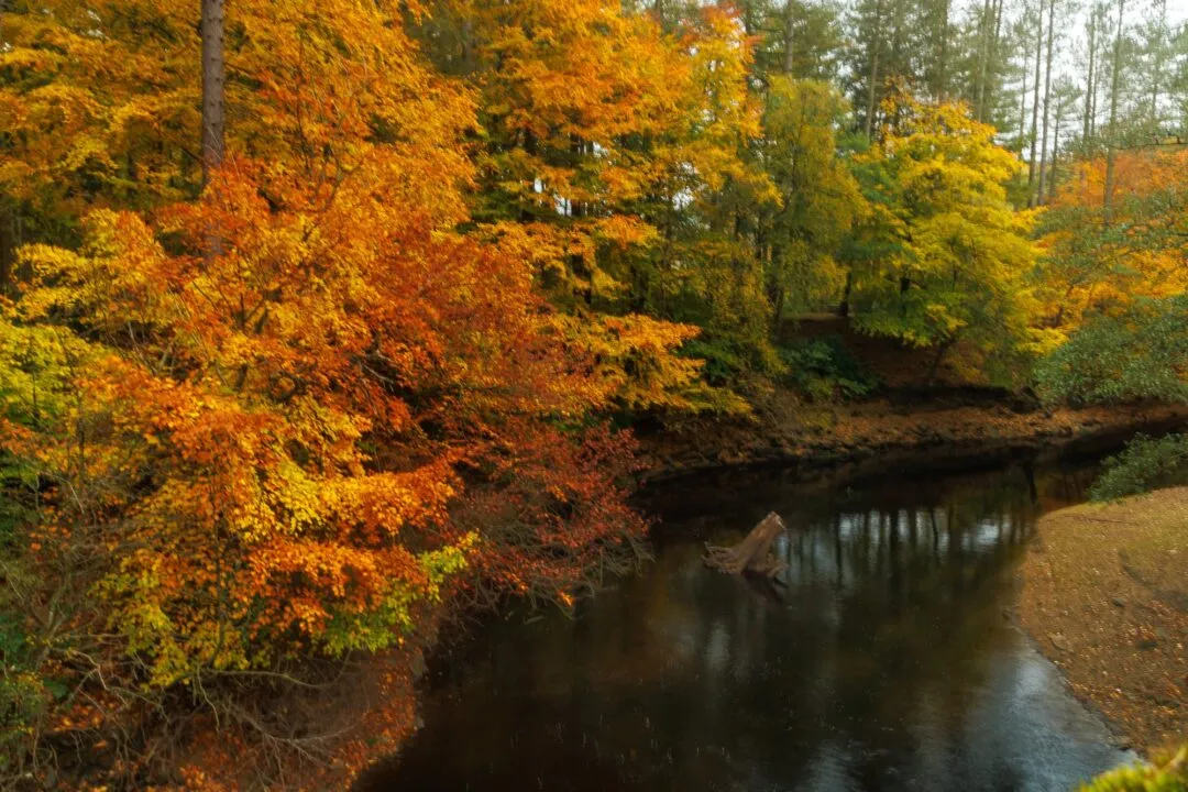 Peak district derwent riverbank autumn