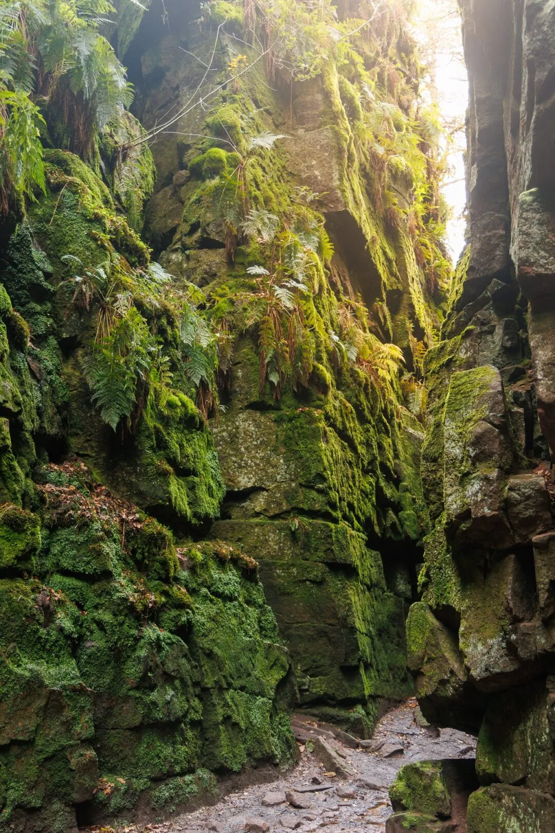 Peak district Lud's Church fern detail