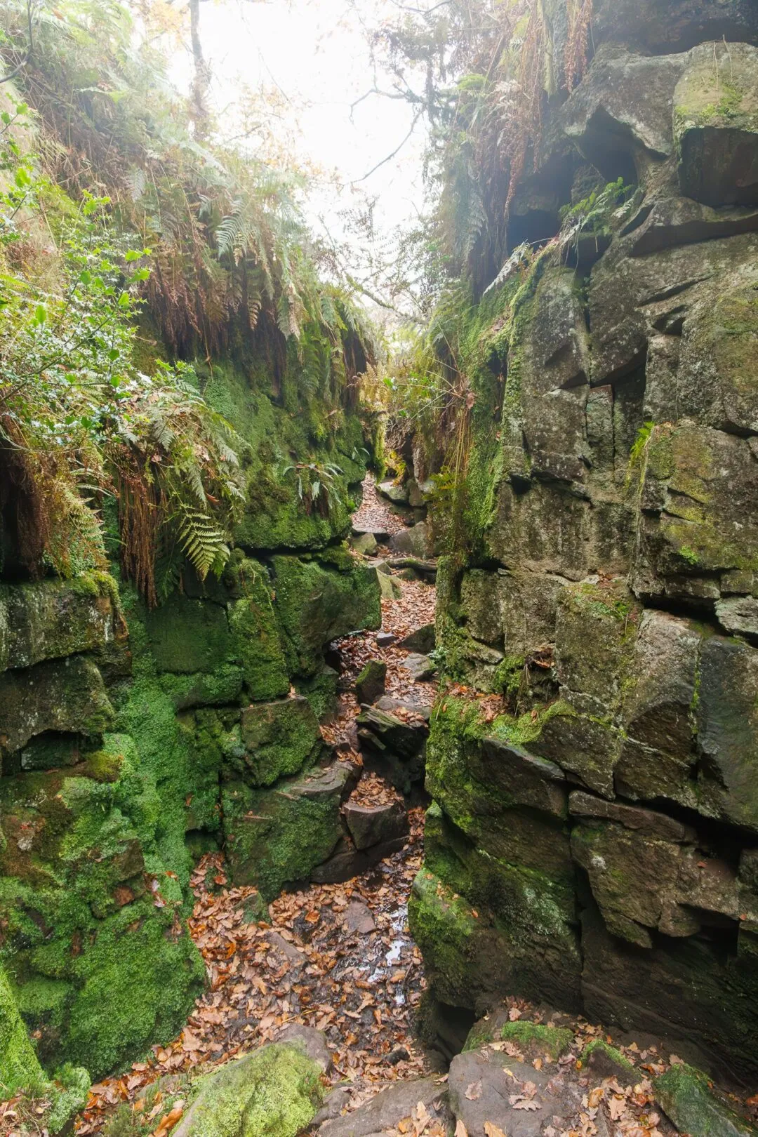 Peak district Lud's Church mossy chasm
