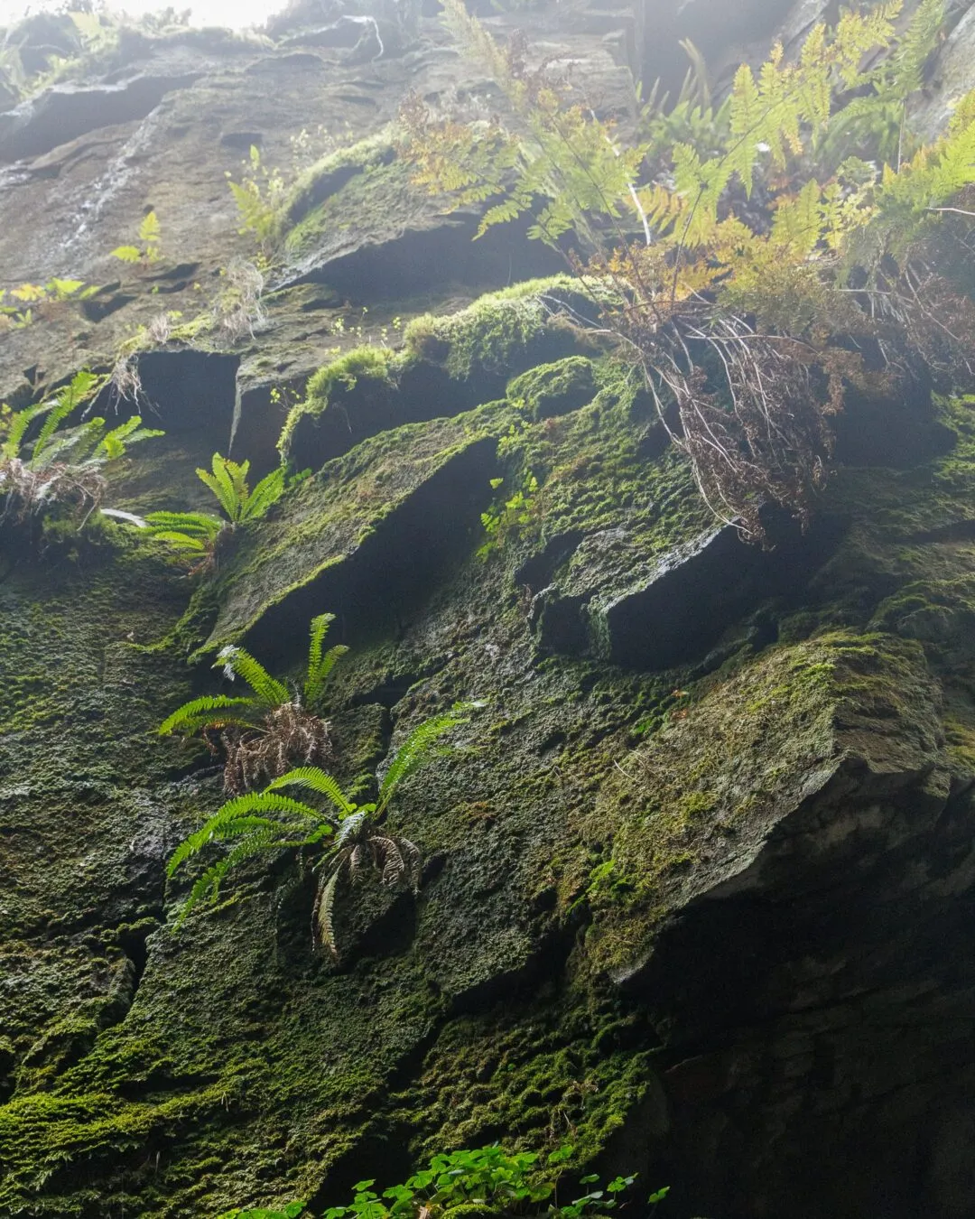 Peak district Lud's Church mossy overhang