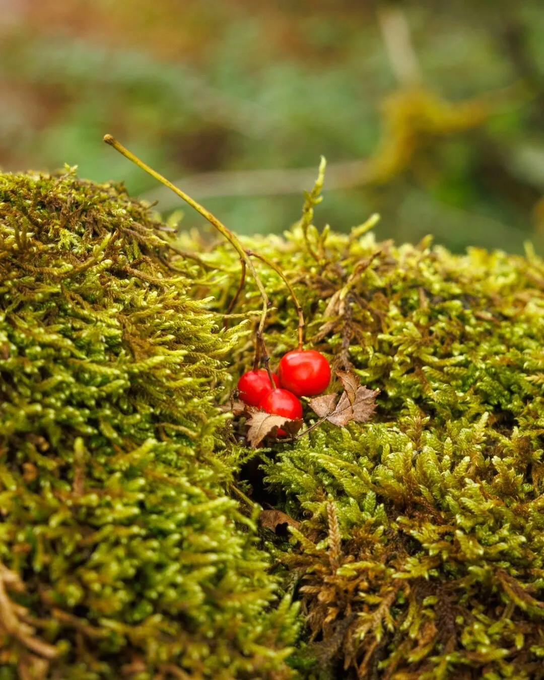 Peak district Lud's Church red berries