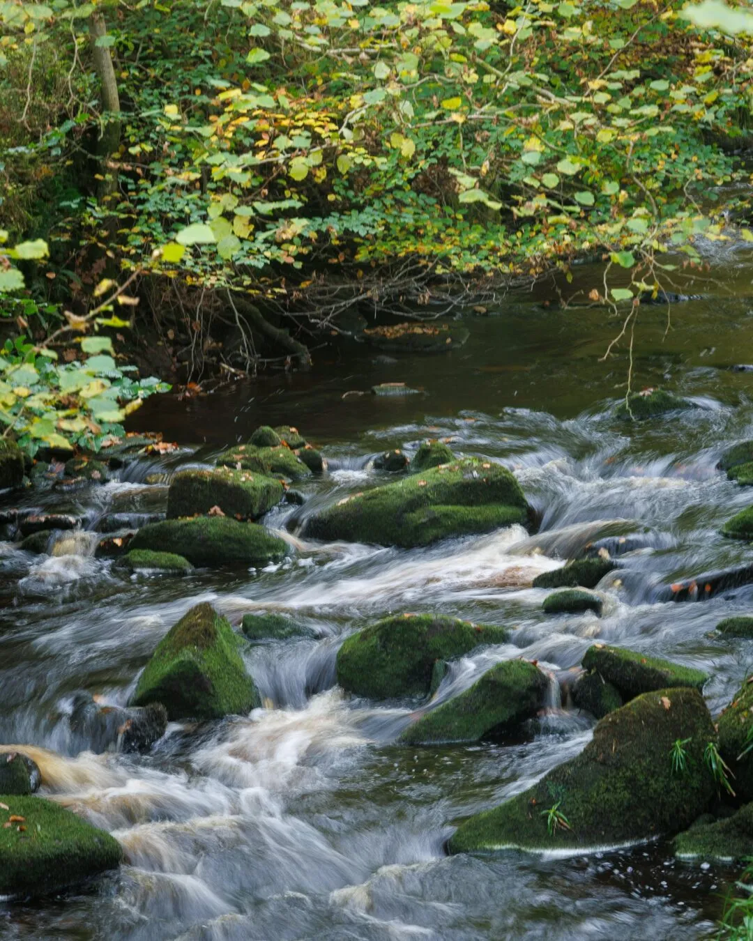 Peak district Lud's Church woodland stream