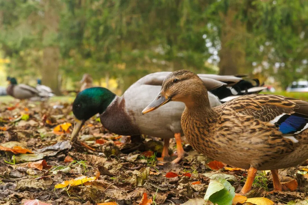 Peak district mallard ducks derwent valley