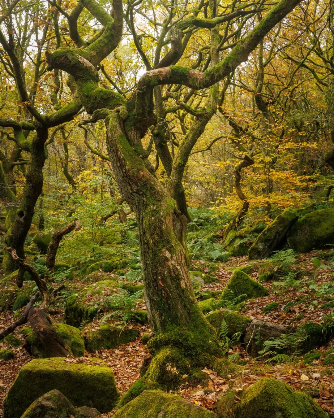 Peak district padley gorge ancient oak trunk