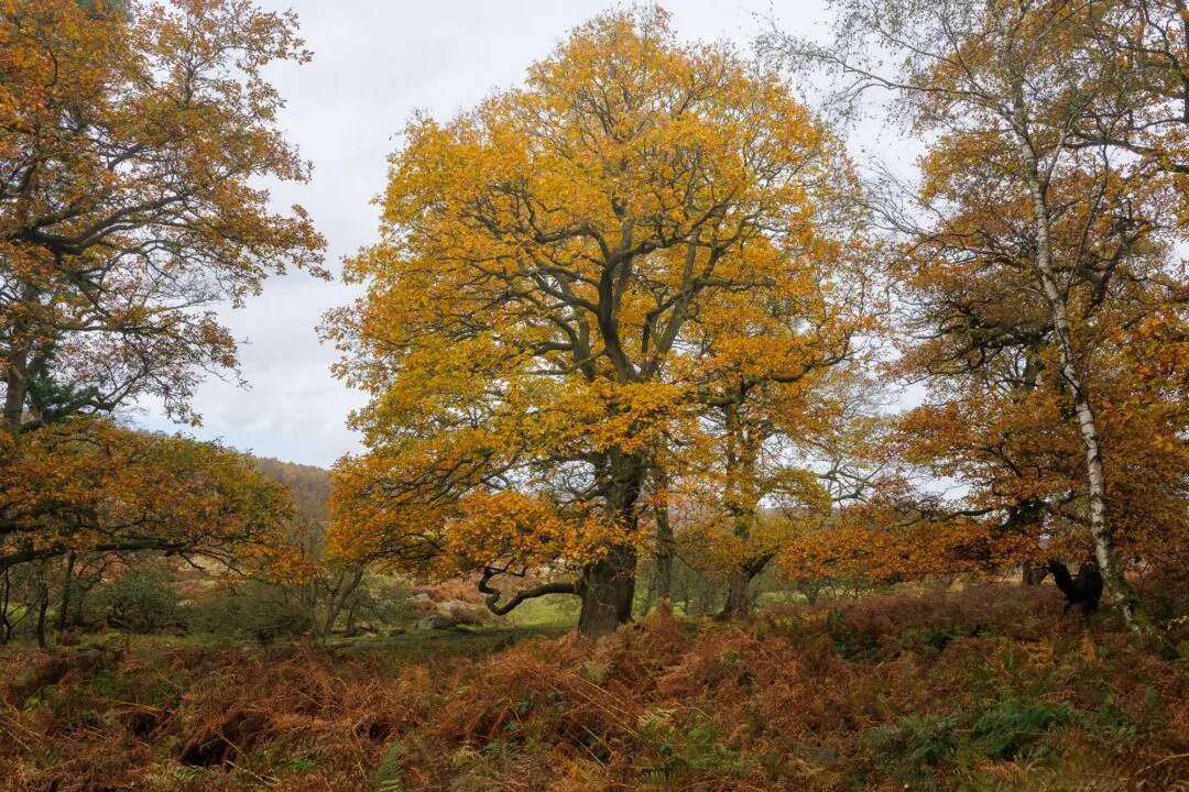 Peak district padley gorge autumn oak