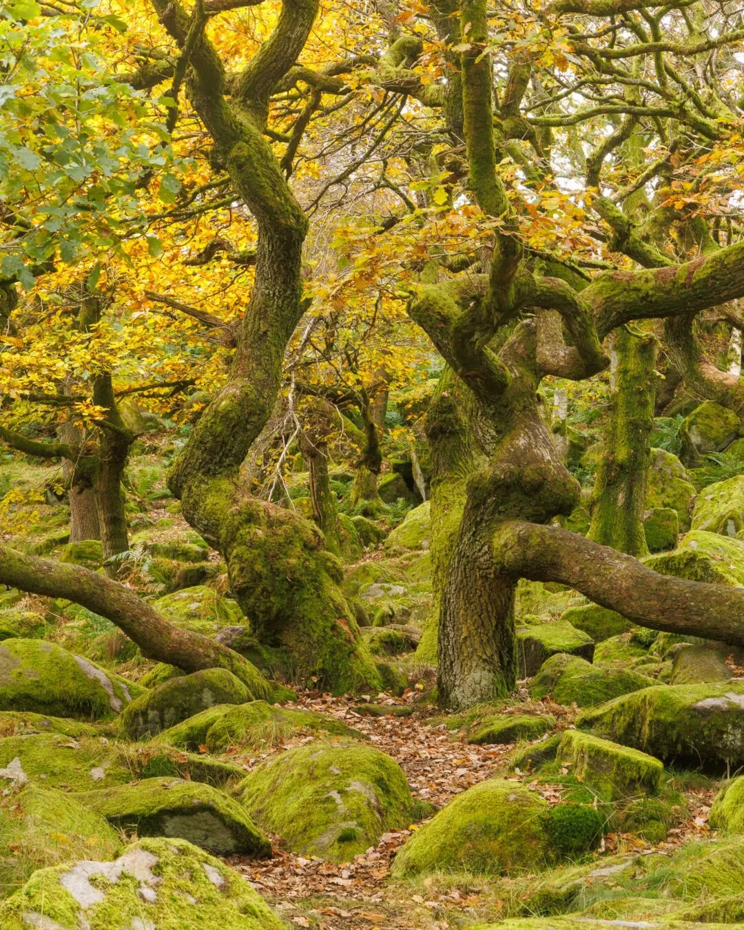 Peak district padley gorge gnarled oaks