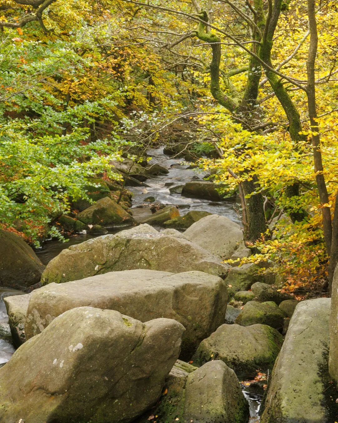 Peak district padley gorge stream canopy