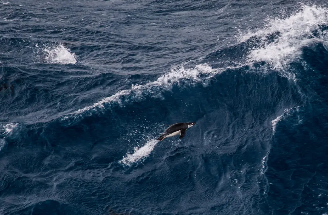 Lone penguin porpoising through a breaking wave, frozen mid-leap, Antarctica